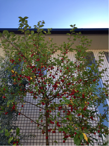 f0349957_10095600.jpg