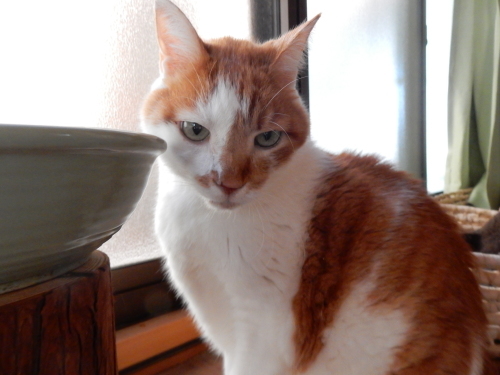 猫の神様になった桃太郎クン_f0054677_08270986.jpg