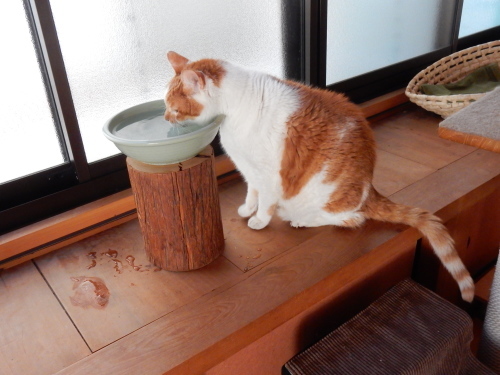 猫の神様になった桃太郎クン_f0054677_08273506.jpg
