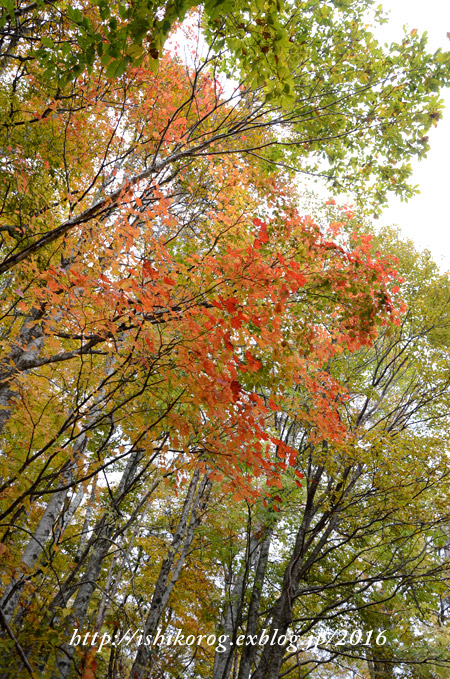 ブログ再開は紅葉の大山から_a0223379_1082927.jpg