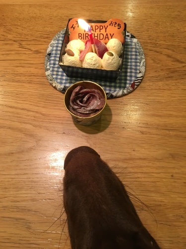 おもち一歳!_f0346597_14430755.jpg