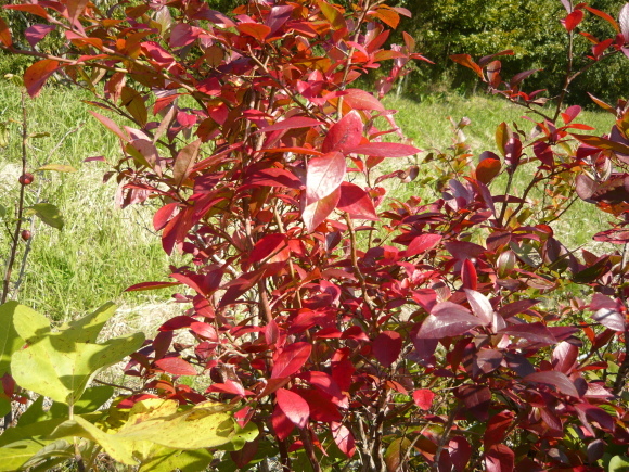 a0139007_09415770.jpg