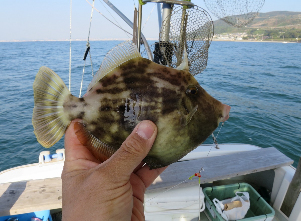 淡路沖のカワハギ　５回目_b0367008_16531529.jpg