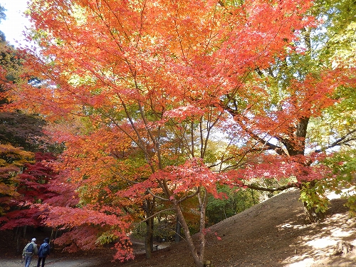 森林植物園_f0223914_1903178.jpg