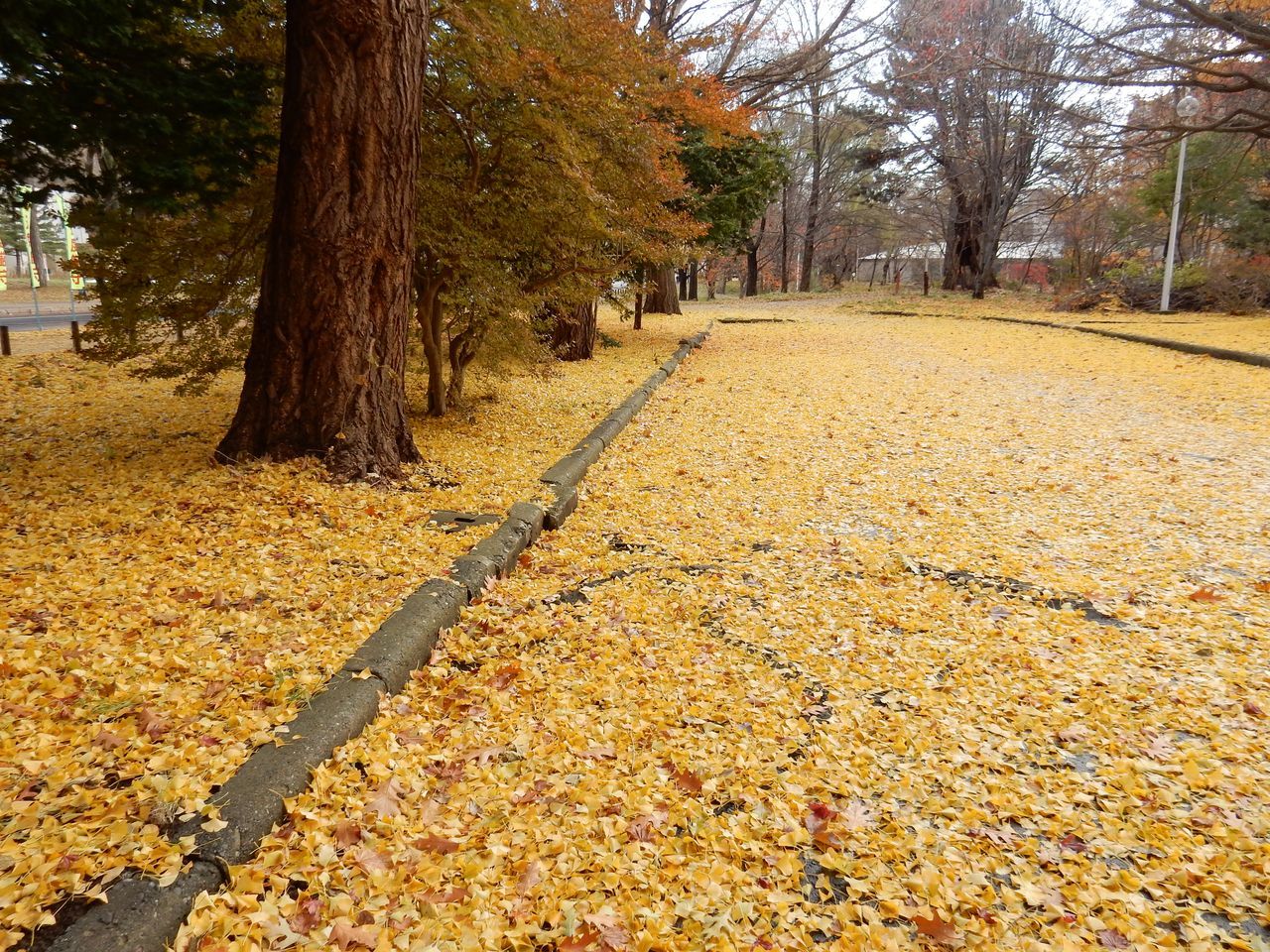 最後のイチョウ並木_c0025115_20484294.jpg