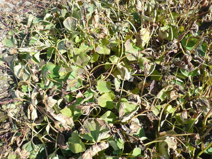 c0335218_18075735.jpg