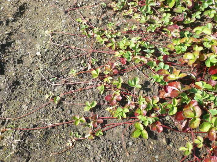 c0335218_18081255.jpg