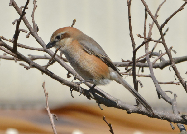 メダカを狙う鳥にご注意 花めだか だって おばちゃんだもん