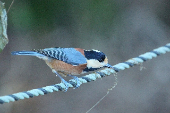 山の野鳥_f0327034_23362579.jpg