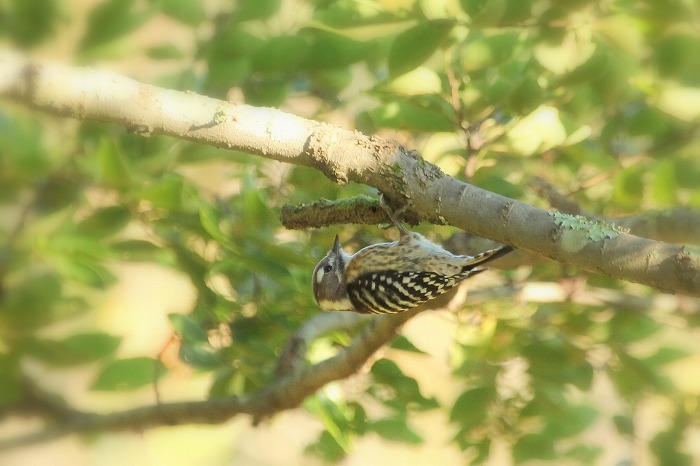 山の野鳥_f0327034_23371682.jpg