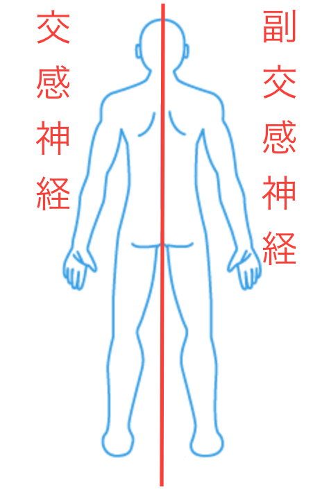 股関節の痛みは肝臓疲労から? 〜ある日の施術より〜_e0073240_07322421.jpg