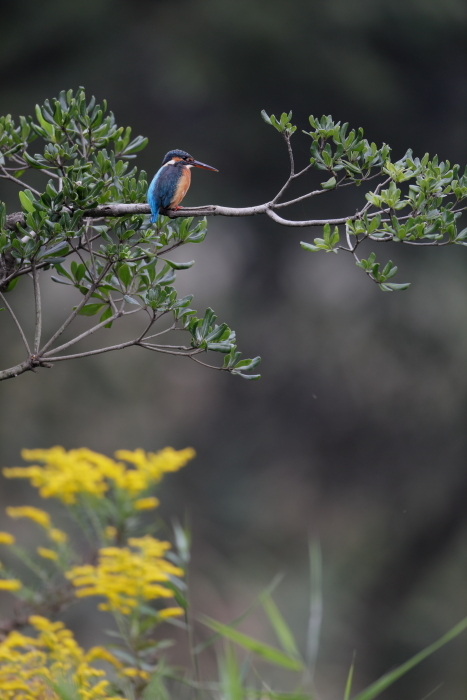 秋カワ　・・・・　カワセミ　その２_f0361242_14363537.jpg