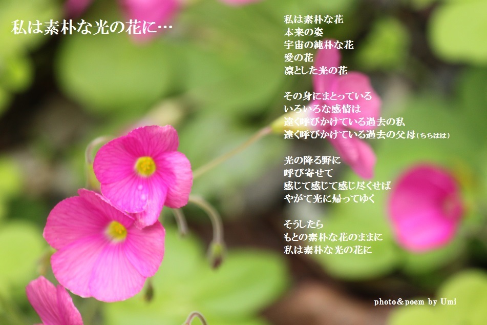 私は素朴な光の花に…_f0351844_19234409.jpg