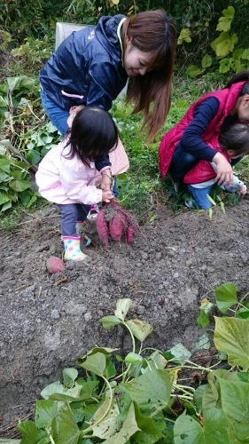 ごまめちゃん、お芋掘りに行く。_b0180648_05043580.jpg