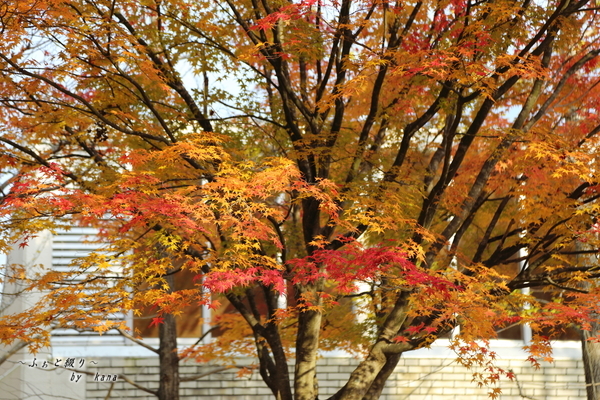 c0332548_08075650.jpg
