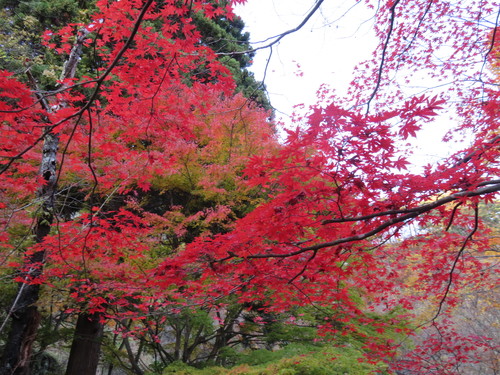 越後一宮　彌彦神社へお参りしてきました_b0238249_220446.jpg