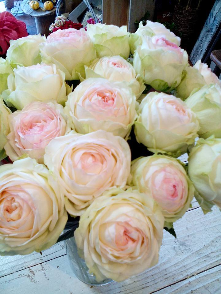 新品種の薔薇 アルヌワブラン 花灯 Hanabi 栃木県宇都宮市の花屋です 新品種の薔薇 アルヌワブラン 花灯 Hanabi 栃木県宇都宮市の花屋です
