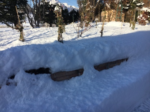 冬囲い強制終了(^^;)の巻_e0326953_11122308.jpg