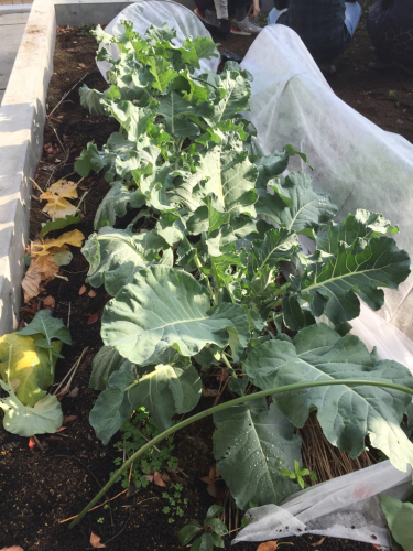 屋上菜園の野菜達⑥_f0324461_20373092.jpg