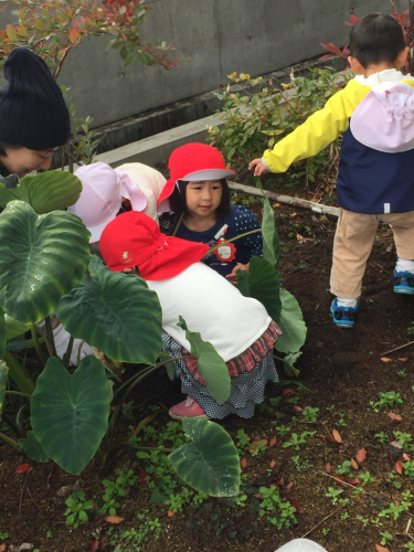 屋上菜園の野菜達⑥_f0324461_20490088.jpg