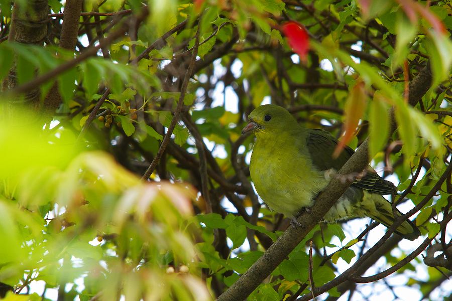 緑鳩（アオバト）_a0021270_1540559.jpg