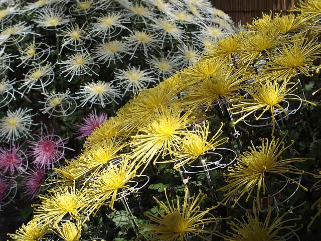 b0006870_123148.jpg