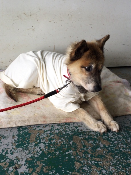 社員犬ハナさん老衰により死去_a0077071_12472411.jpg