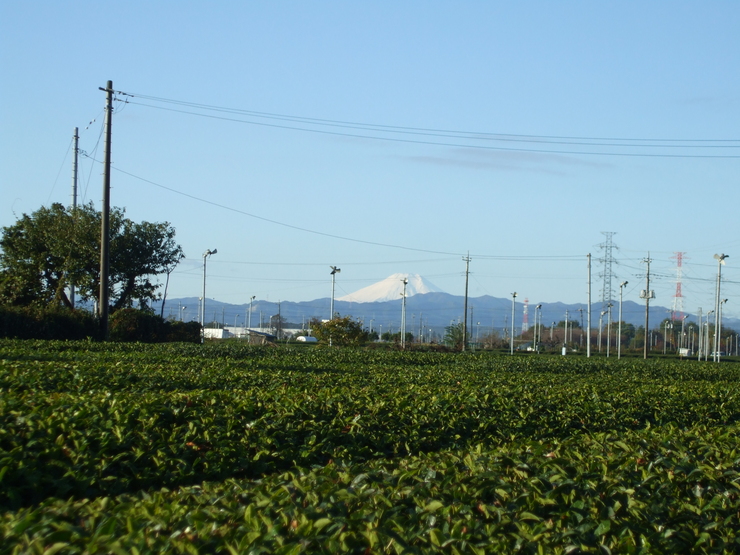 ジャガイモの芽欠きです 野菜tukuri ジャガイモの芽欠きです 野菜tukuri