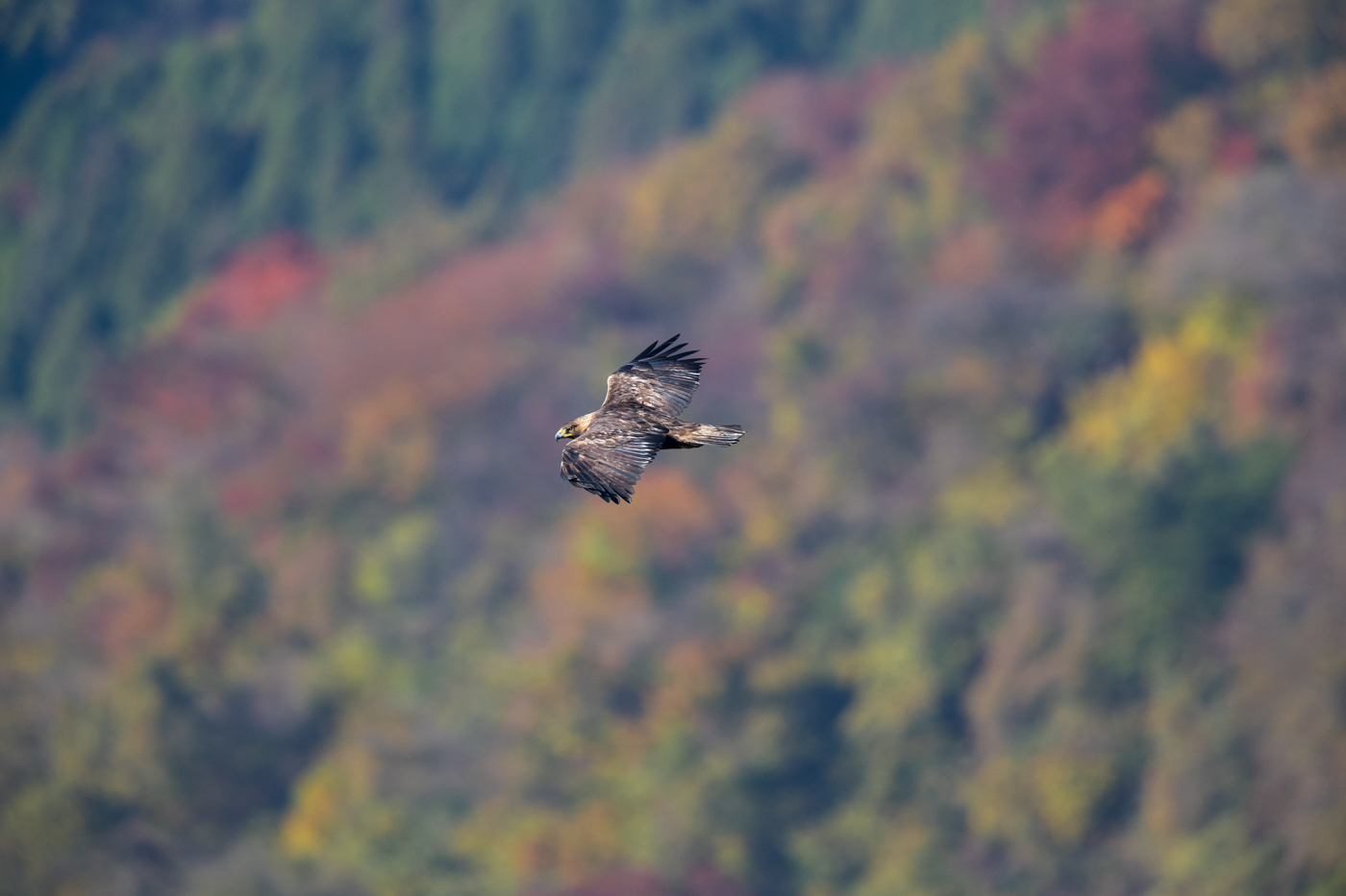 今年最後の鳥撮り　　紅葉イヌワシ_d0332775_2341219.jpg