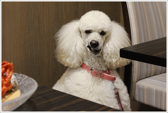 b0111376_14515568.gif