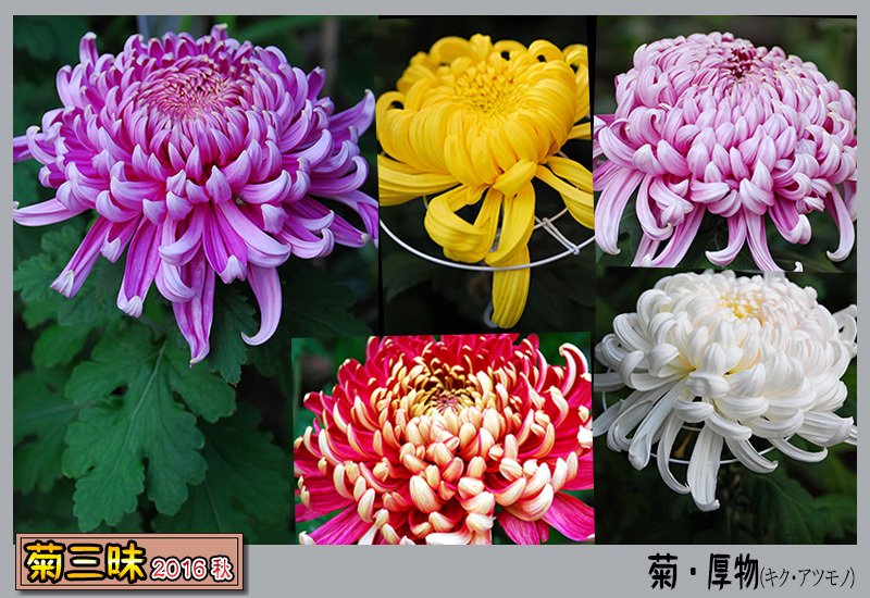 花たち 菊三昧 厚物 あつもの デジカメ散歩写真 花たち 菊三昧 厚物 あつもの デジカメ散歩写真