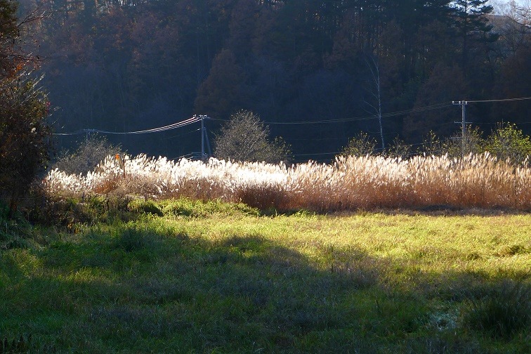 a0130586_1739723.jpg