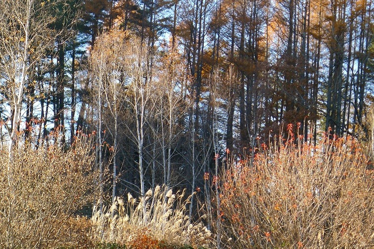 a0130586_1741173.jpg