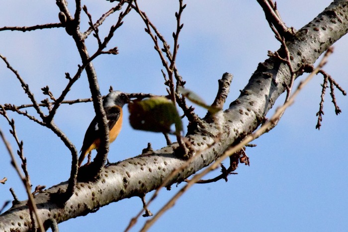 Japan Bird Festival 2016 in Abiko_a0127090_22383570.jpg