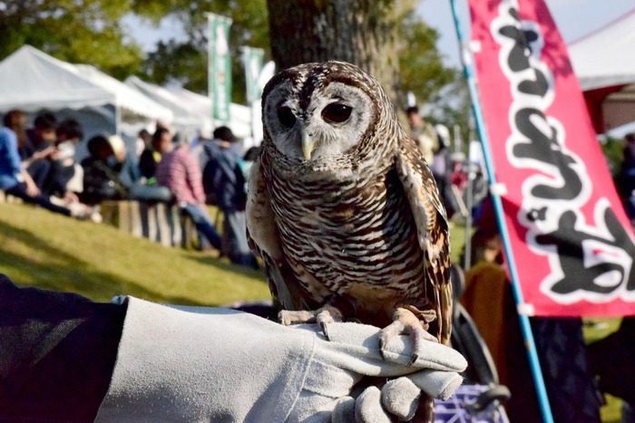 Japan Bird Festival 2016 in Abiko_a0127090_22392777.jpg