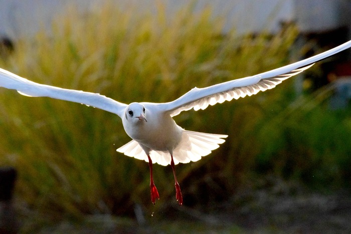 Japan Bird Festival 2016 in Abiko_a0127090_22471178.jpg