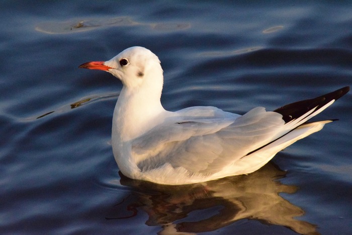 Japan Bird Festival 2016 in Abiko_a0127090_22471939.jpg