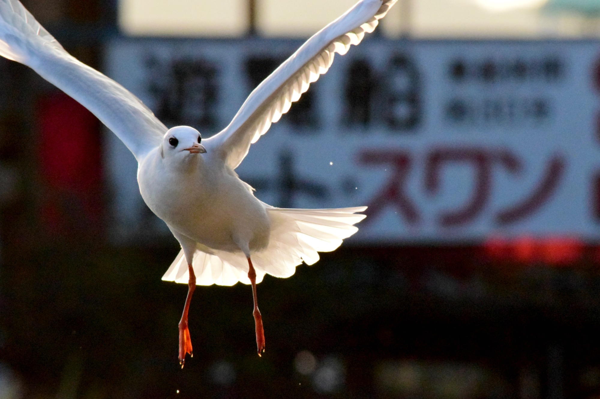 Japan Bird Festival 2016 in Abiko_a0127090_2247398.jpg