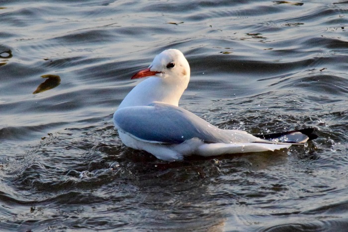 Japan Bird Festival 2016 in Abiko_a0127090_2248579.jpg