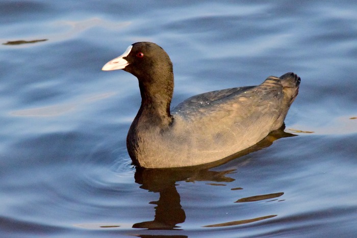 Japan Bird Festival 2016 in Abiko_a0127090_22492328.jpg