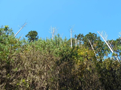 御在所山（旧香北町）_f0308898_190256.jpg