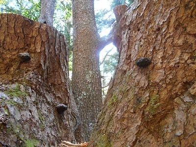 御在所山（旧香北町）_f0308898_1919231.jpg