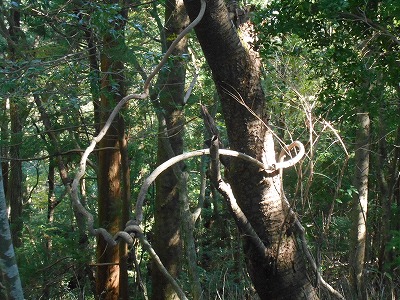 御在所山（旧香北町）_f0308898_1923030.jpg