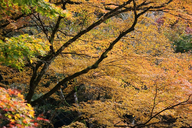 高源寺　_a0260500_1653988.jpg