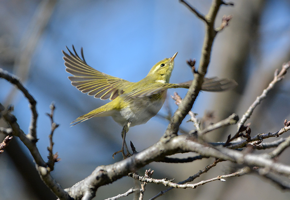 続・珍鳥モリムシクイ！（その２）_c0148401_22173443.jpg