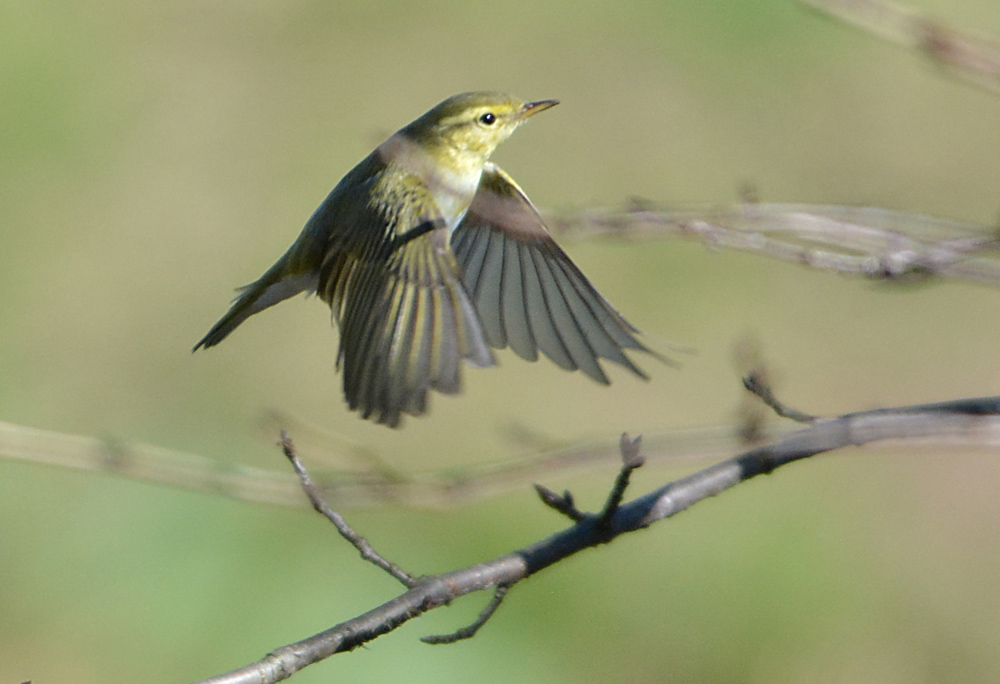 続・珍鳥モリムシクイ！（その２）_c0148401_22181188.jpg