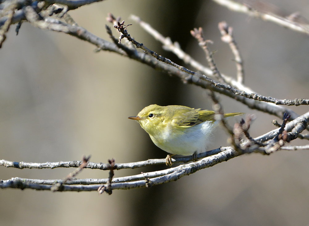 続・珍鳥モリムシクイ！（その２）_c0148401_22192543.jpg