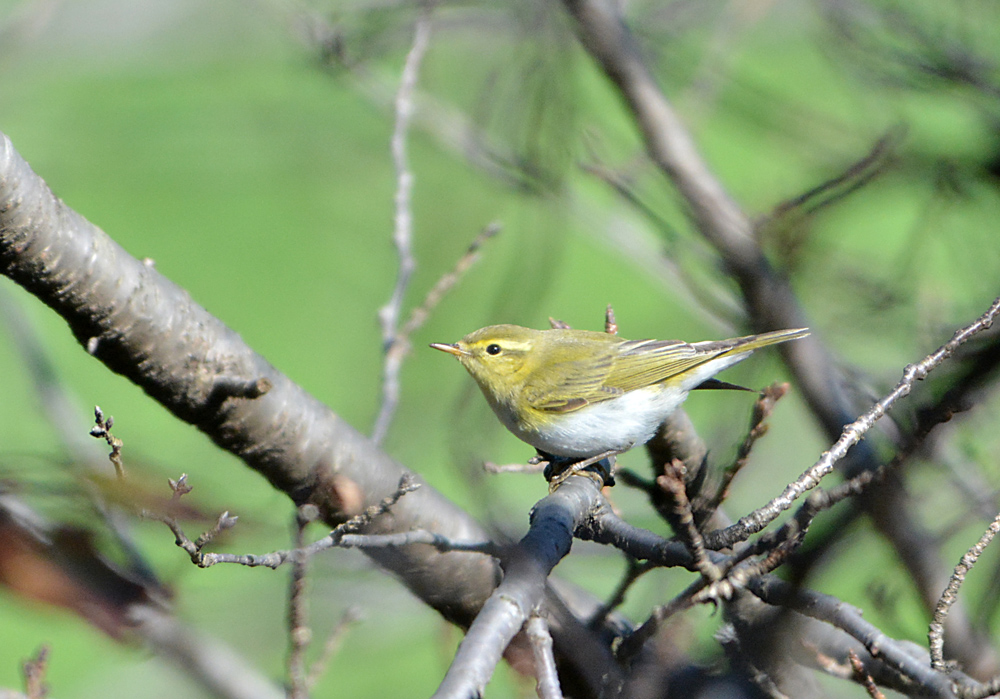 続・珍鳥モリムシクイ！（その２）_c0148401_22195870.jpg