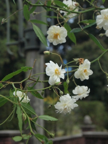 秋のお出かけ･･････茨城_b0331802_20323024.jpg