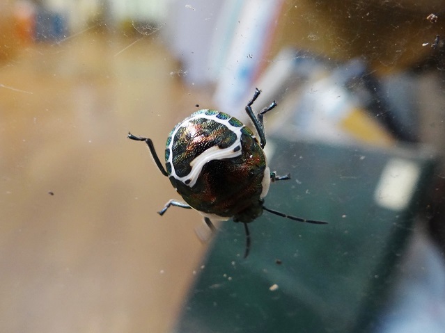 カメムシデー_b0049307_23233291.jpg